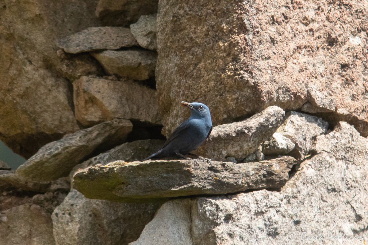Синий каменный дрозд - ML619738604