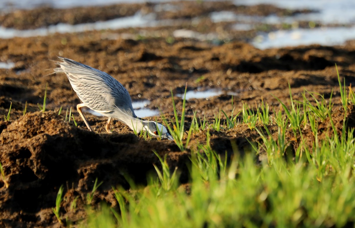 Yellow-crowned Night Heron - ML619738620