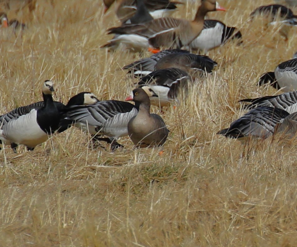 Lesser White-fronted Goose - ML619738621