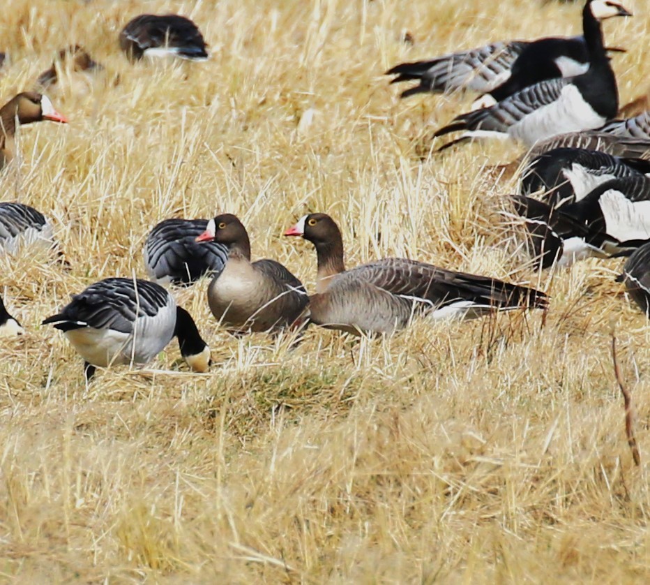 Lesser White-fronted Goose - ML619738622