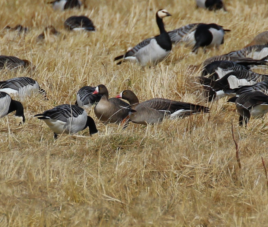 Lesser White-fronted Goose - ML619738623