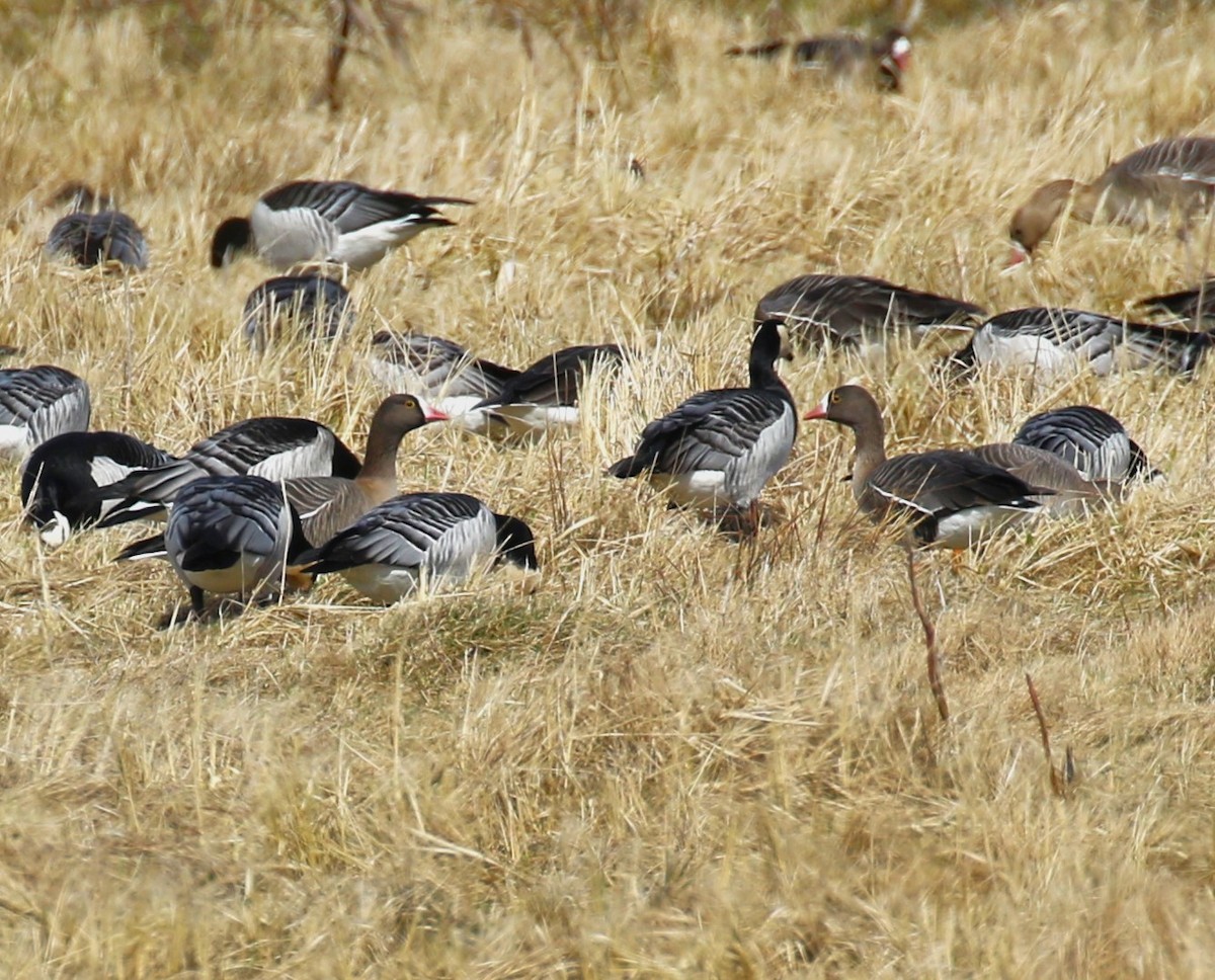 Lesser White-fronted Goose - ML619738624