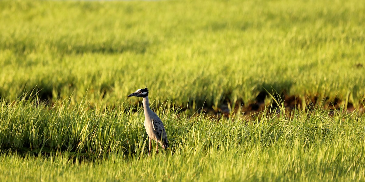 Yellow-crowned Night Heron - ML619738635