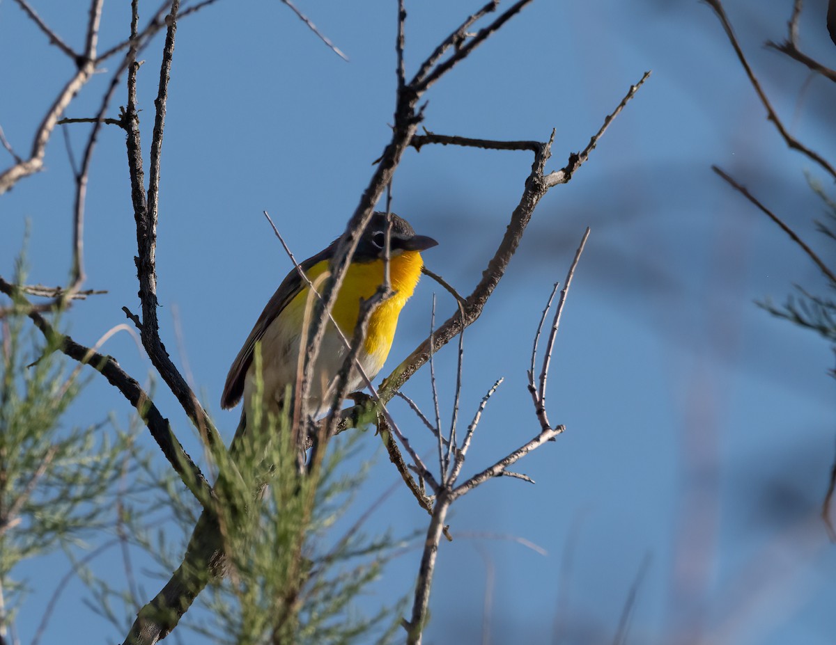 Yellow-breasted Chat - ML619738645