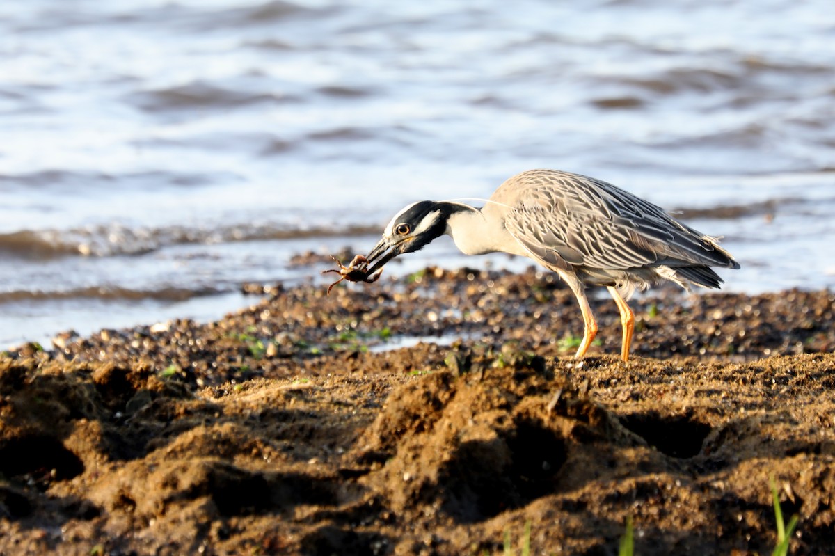 Yellow-crowned Night Heron - ML619738654