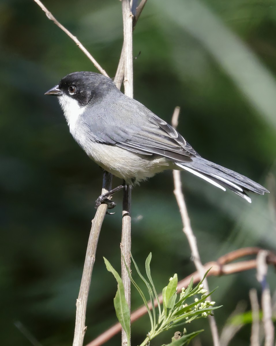 Black-capped Warbling Finch - ML619738657