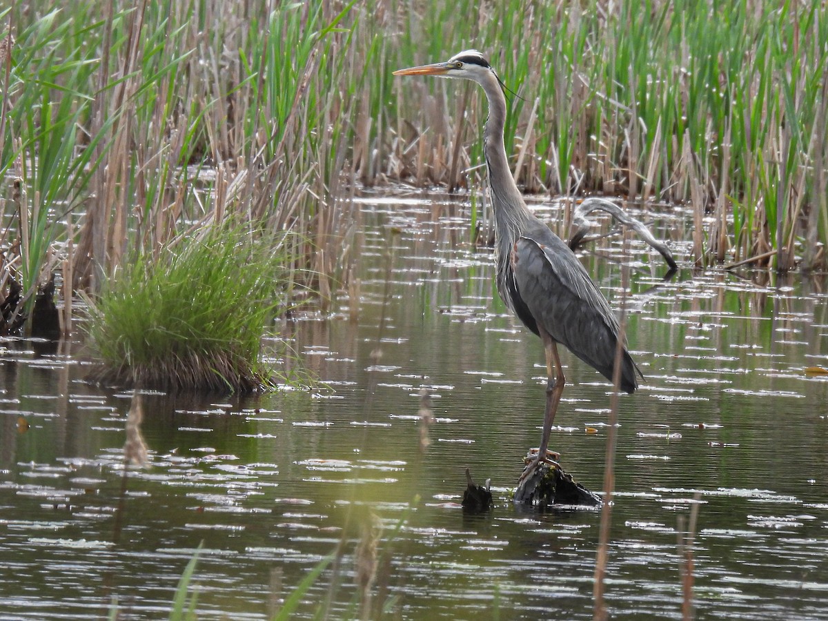 Great Blue Heron - ML619738704