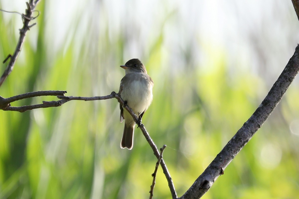 Willow Flycatcher - ML619738722