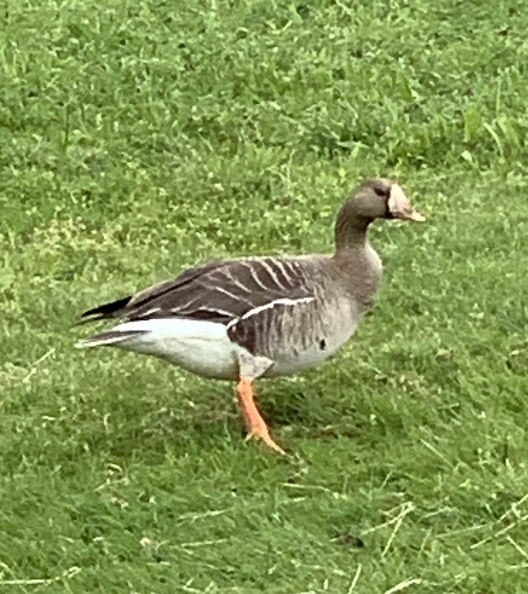 Greater White-fronted Goose - ML619738756