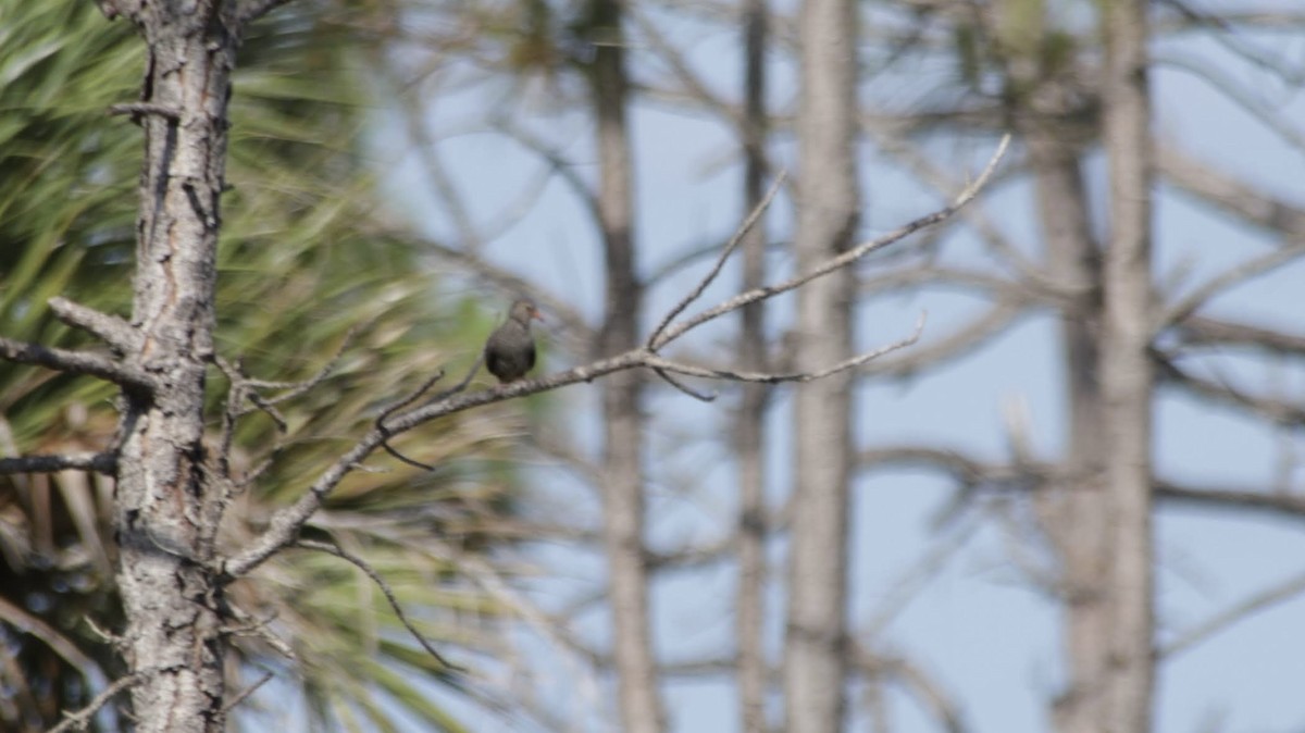 Common Ground Dove - Brynn Fricke