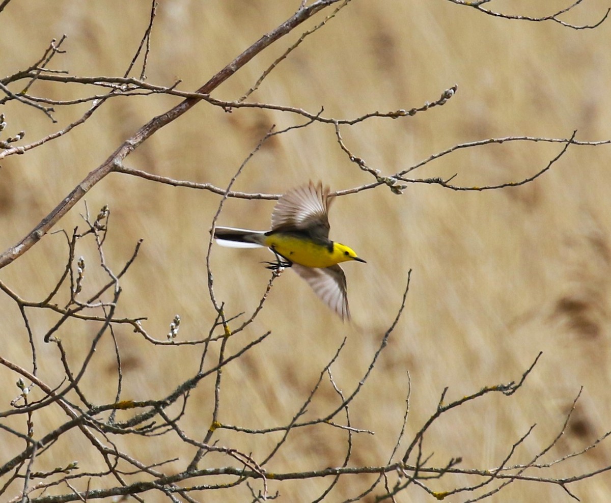 Citrine Wagtail - ML619738774