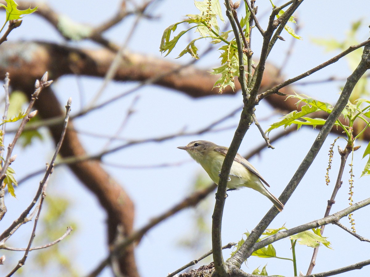 Warbling Vireo - ML619738775