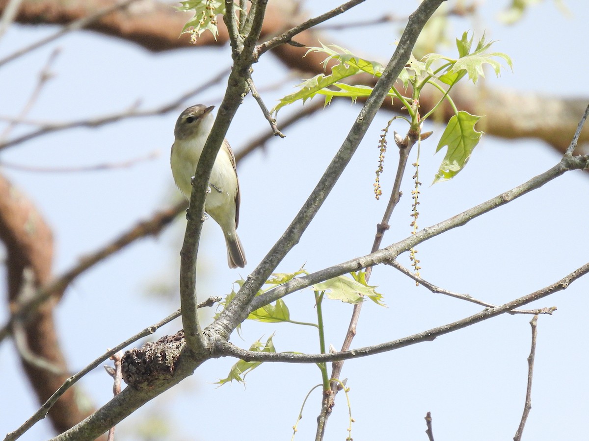 Warbling Vireo - ML619738776