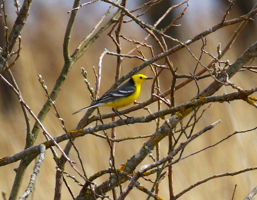 Citrine Wagtail - ML619738777