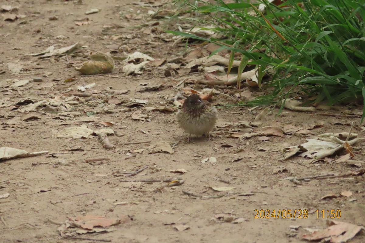 Junco ardoisé - ML619738797