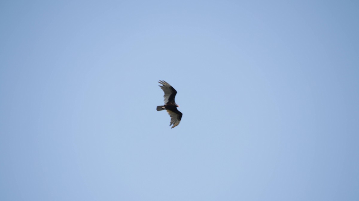 Turkey Vulture - ML619738798