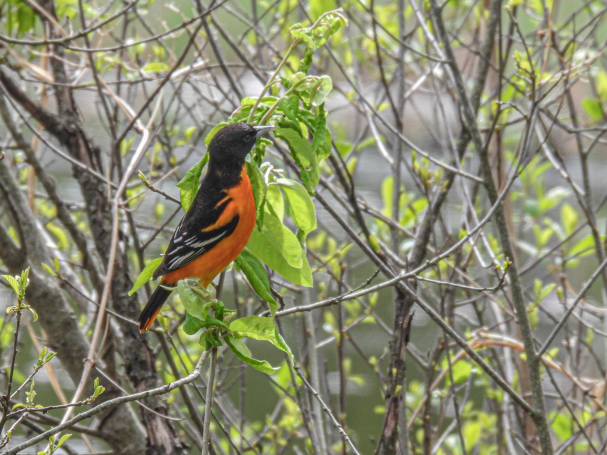 Baltimore Oriole - ML619738807