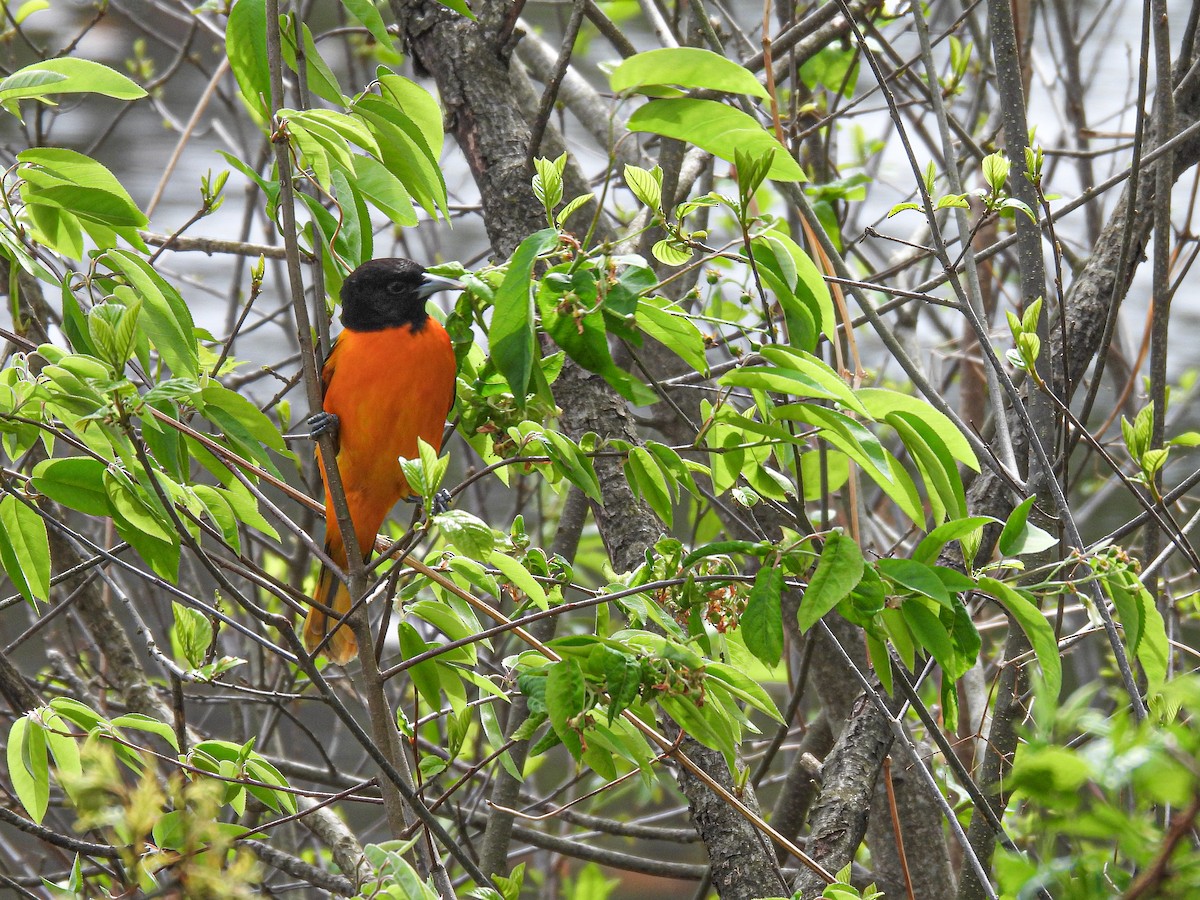 Baltimore Oriole - ML619738808