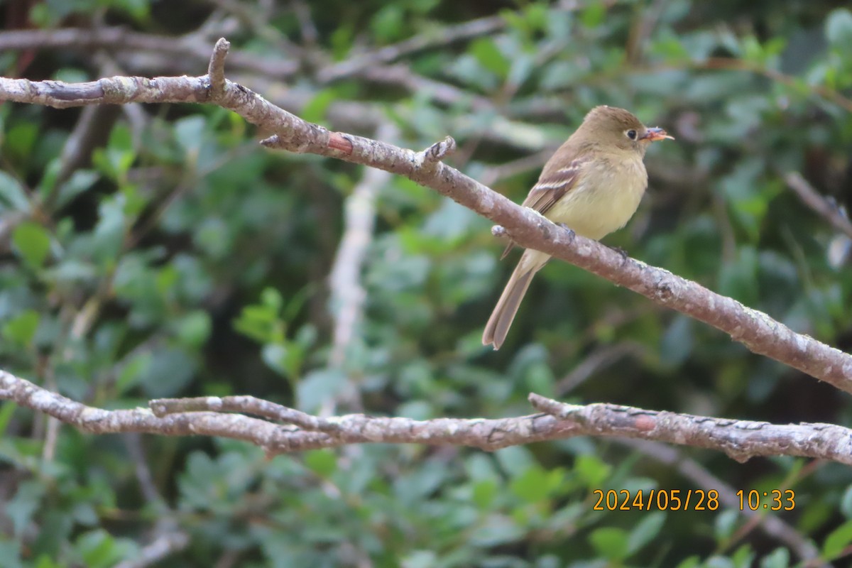 Western Flycatcher - ML619738831