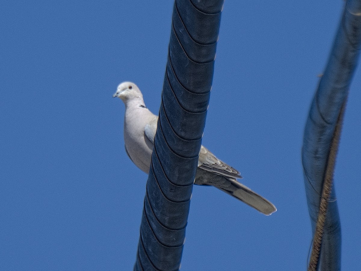 Eurasian Collared-Dove - ML619738844