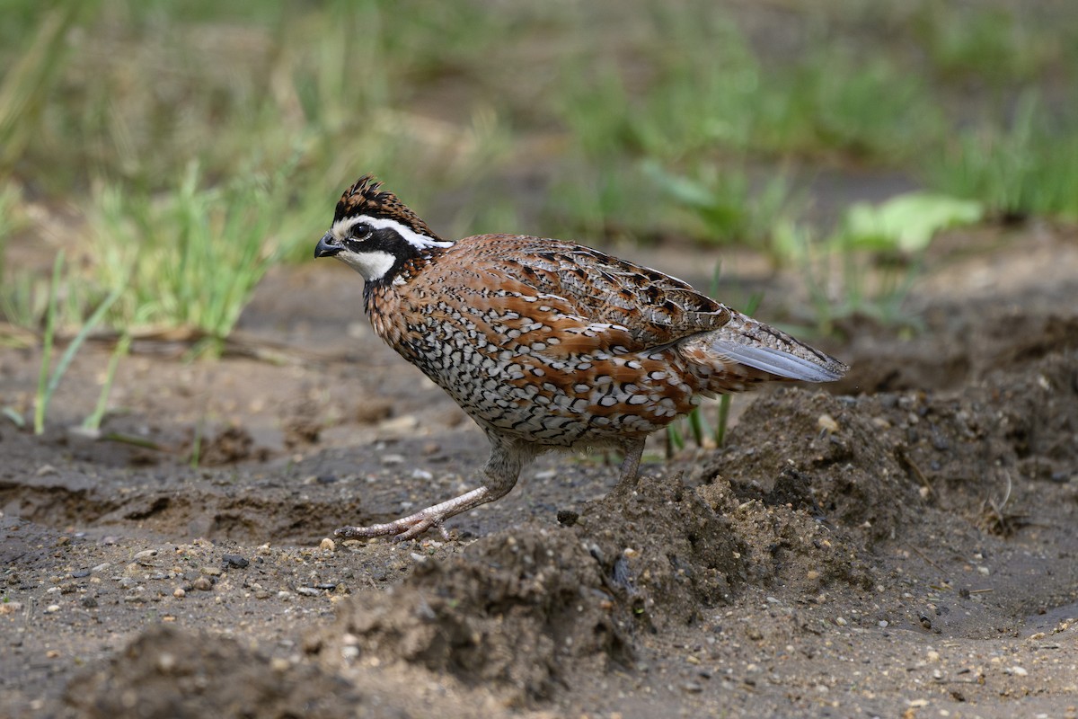 Northern Bobwhite - Gail Kahover