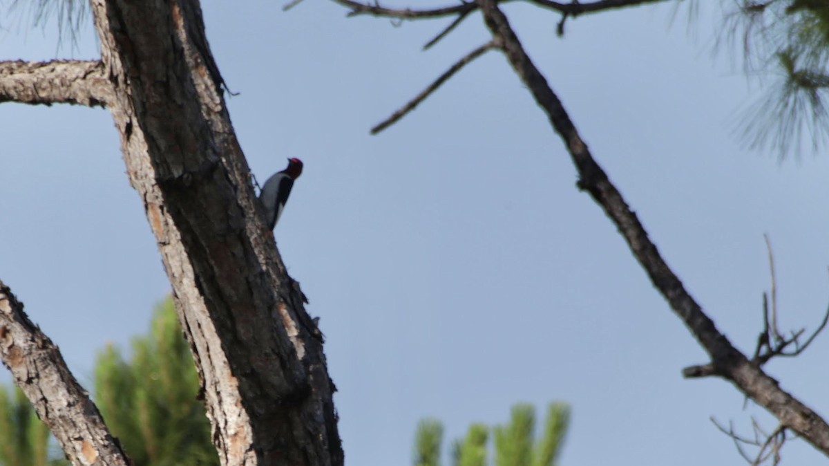 Red-headed Woodpecker - Brynn Fricke