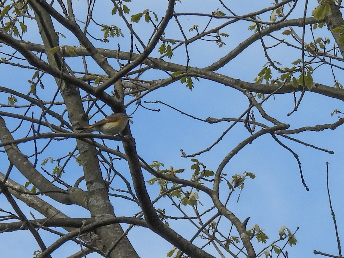 American Redstart - ML619738868