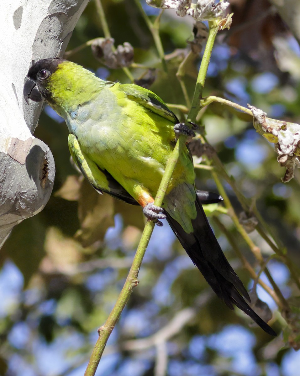 Nanday Parakeet - ML619738884