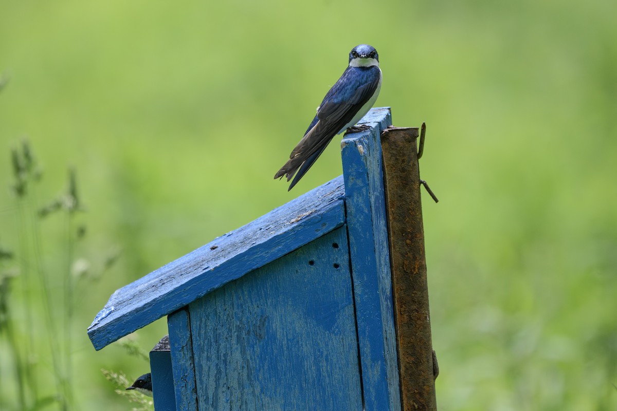 Tree Swallow - Gail Kahover