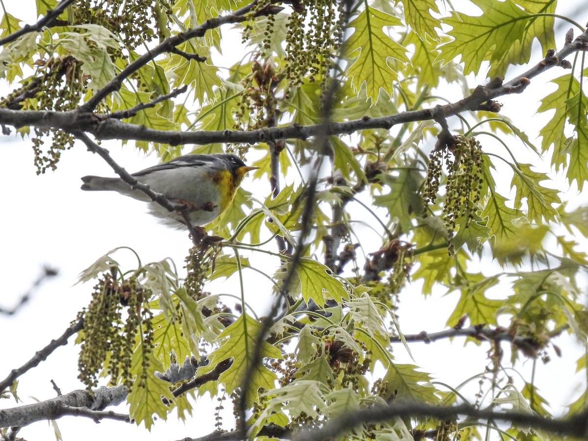 Northern Parula - ML619738896