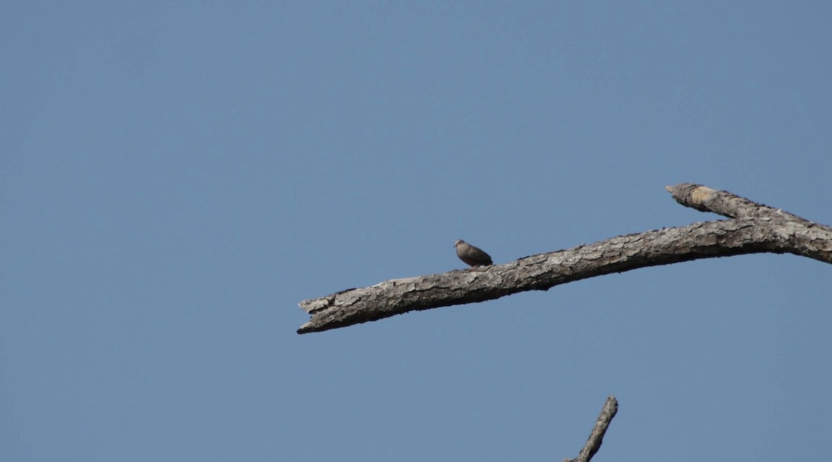 Common Ground Dove - ML619738924