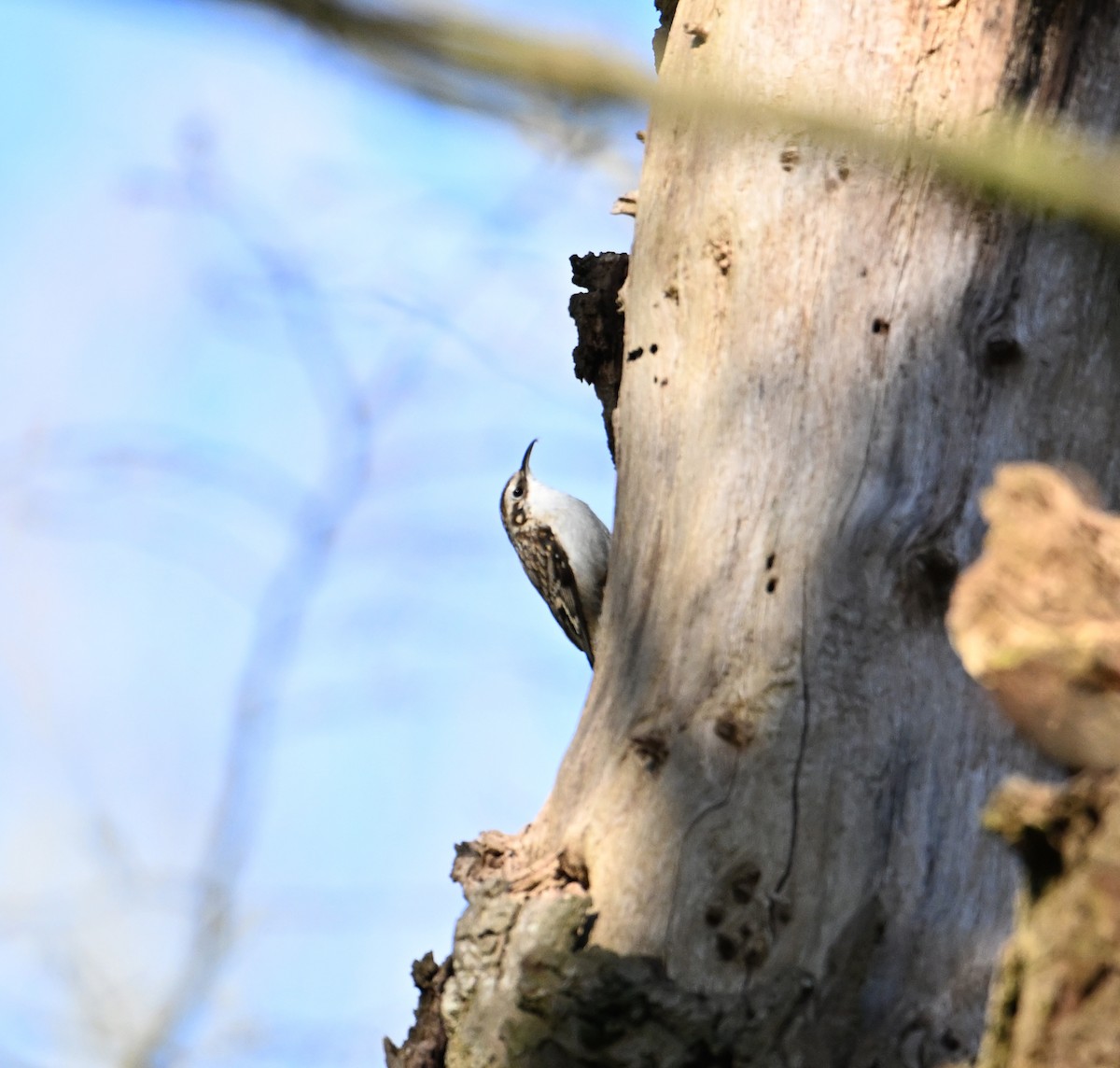 Хөвчийн бялзуумар - ML619738926