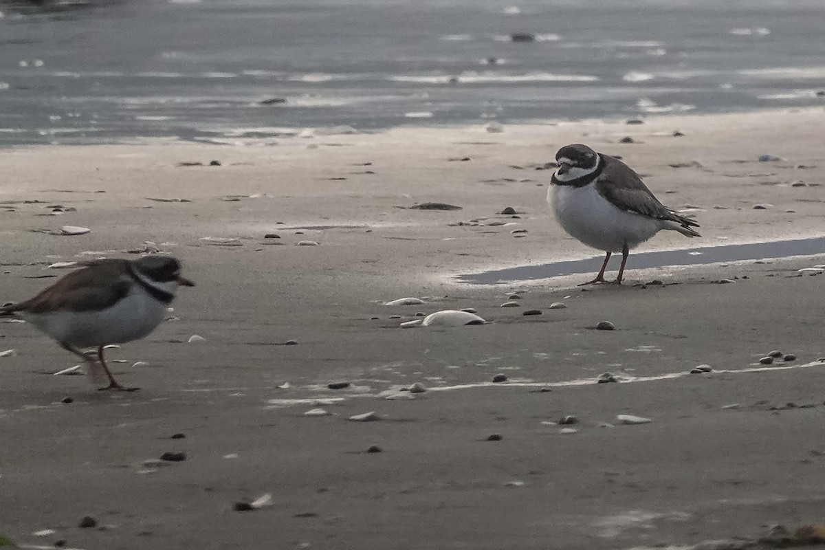 Semipalmated Plover - ML619738955