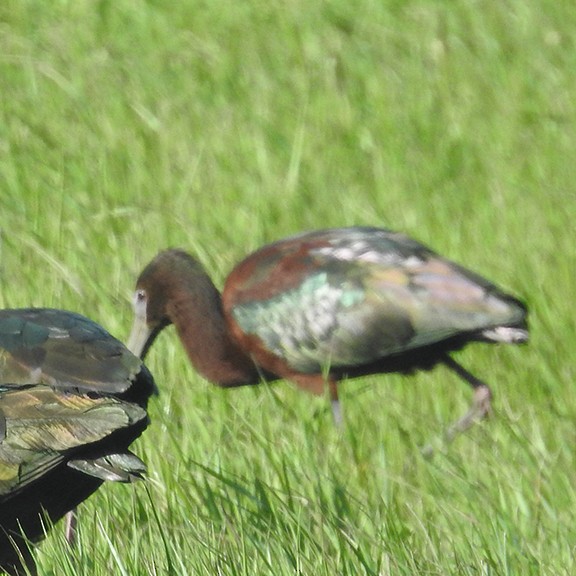 Glossy Ibis - joy keown