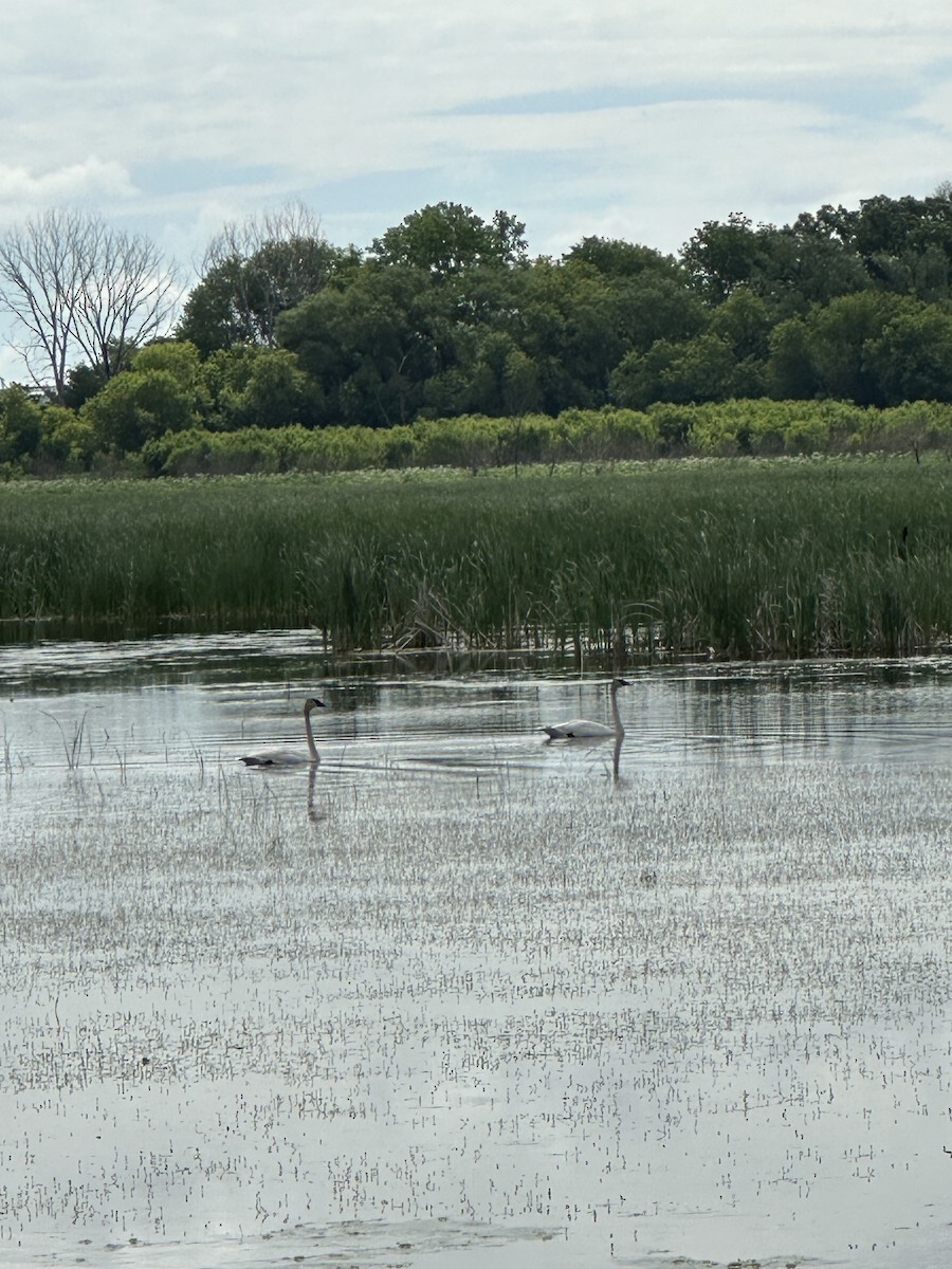 Trumpeter Swan - ML619738975