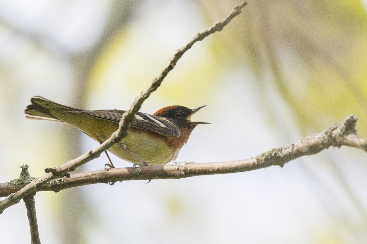 Bay-breasted Warbler - ML619738994