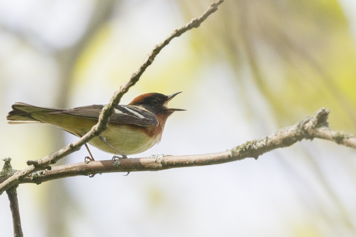Bay-breasted Warbler - ML619738995