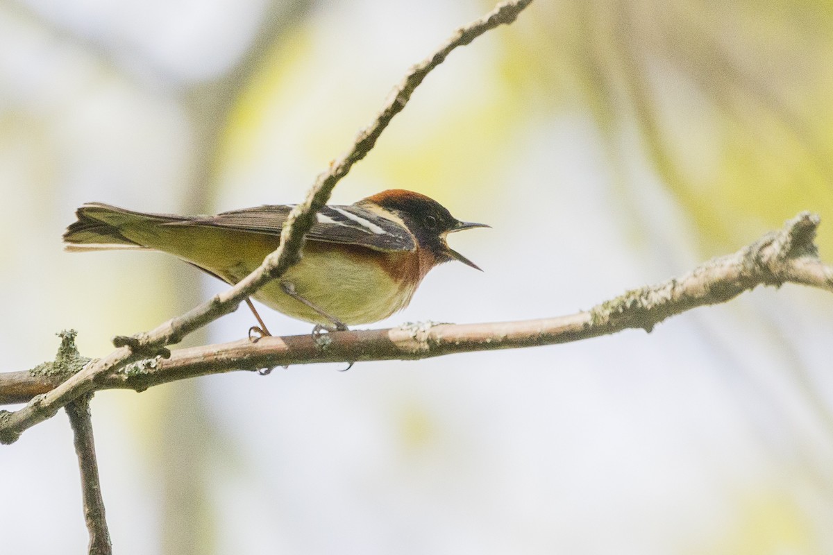 Bay-breasted Warbler - ML619738997