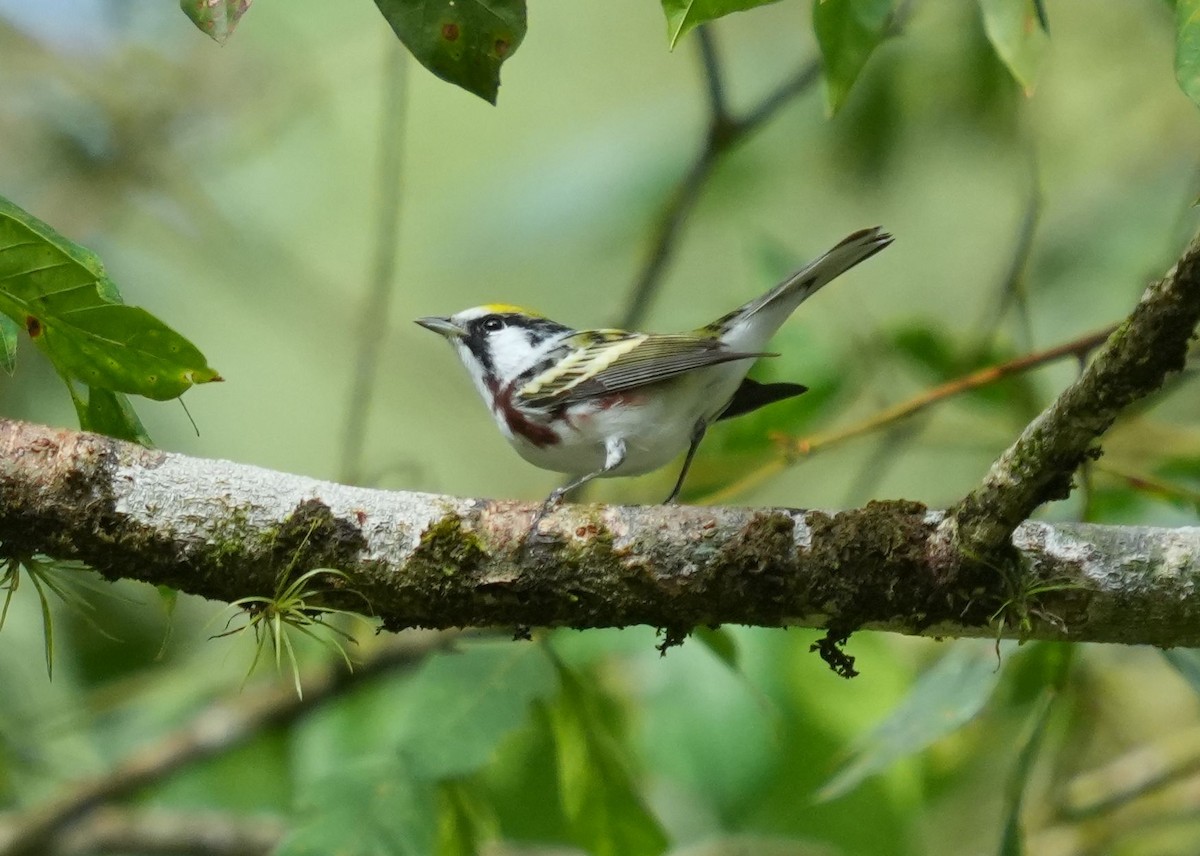 Chestnut-sided Warbler - ML619739051