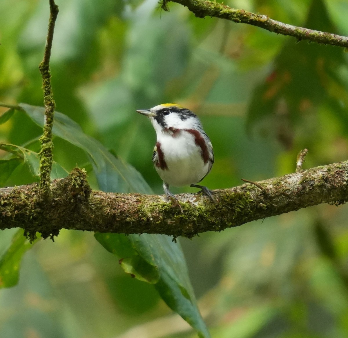 Chestnut-sided Warbler - ML619739054