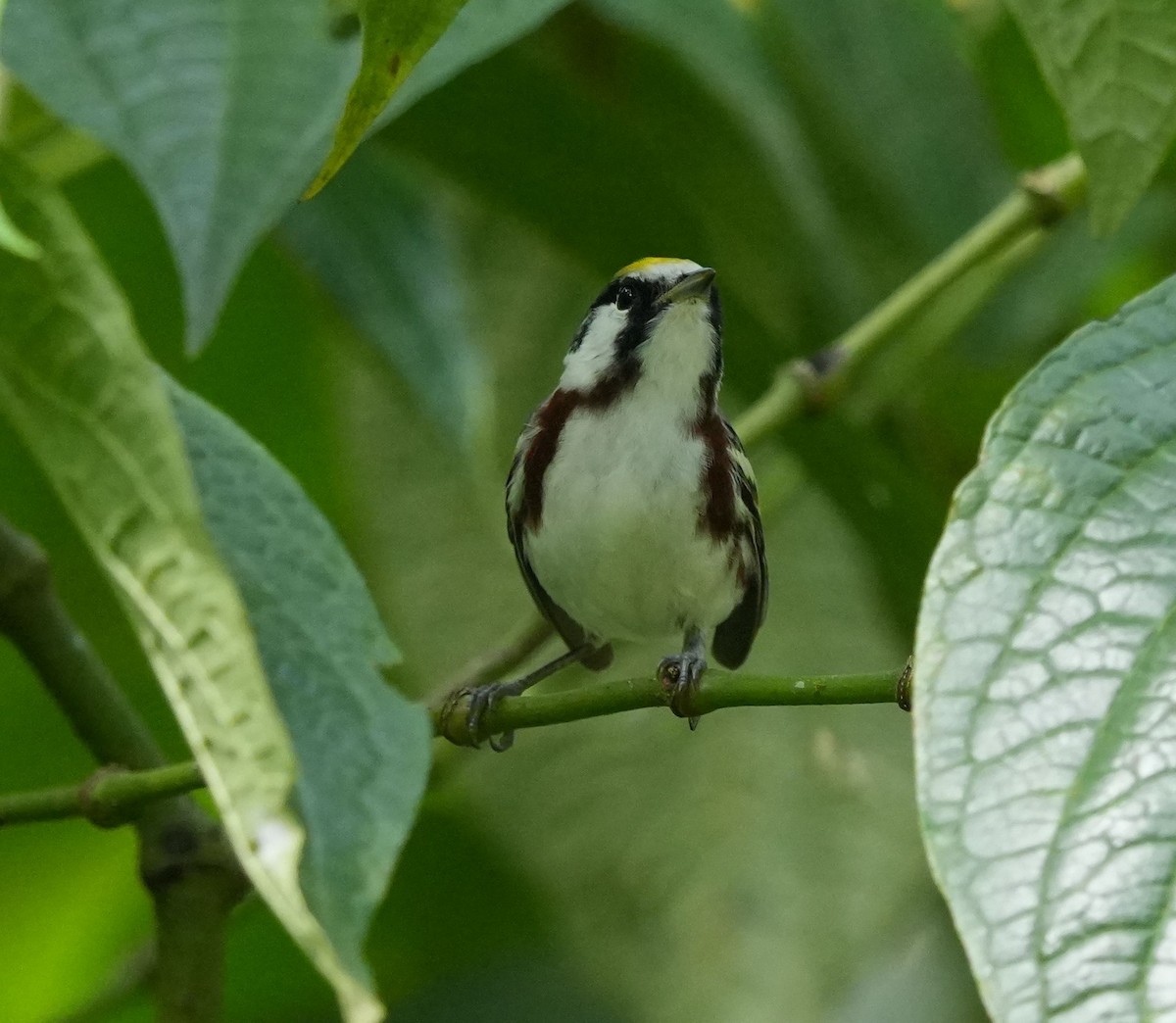 Chestnut-sided Warbler - ML619739056