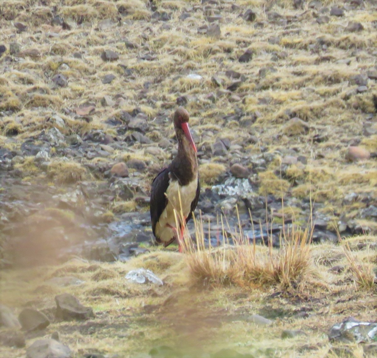 Black Stork - ML619739058