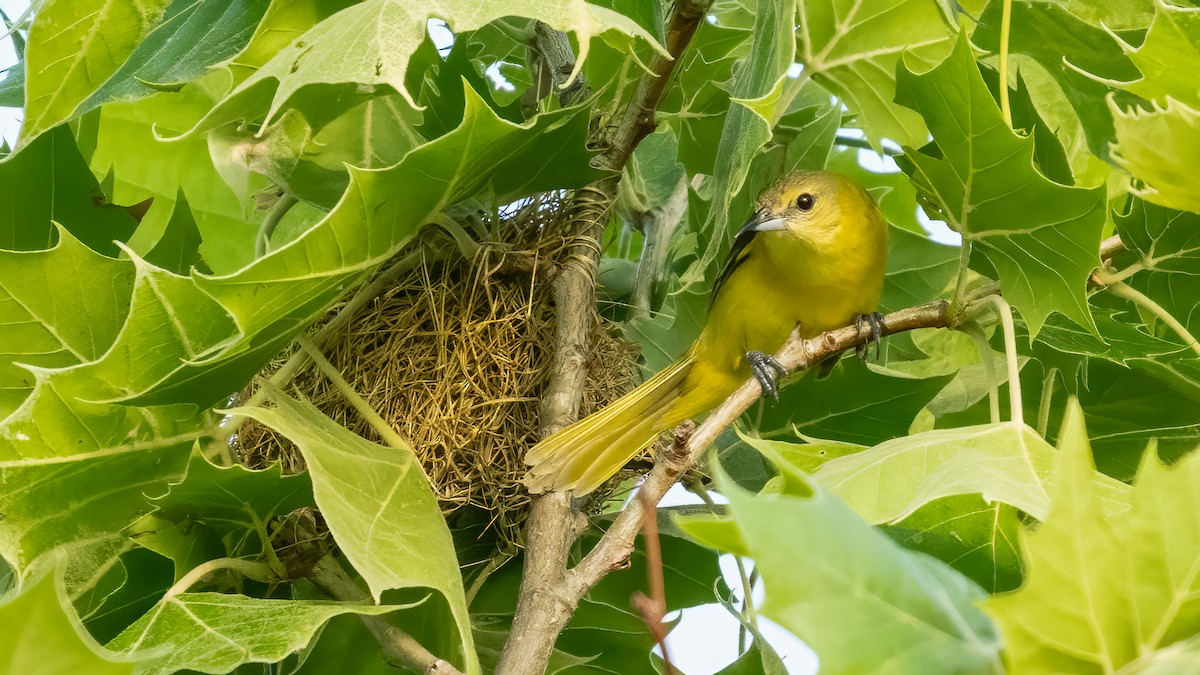 Orchard Oriole - Tom Hudson