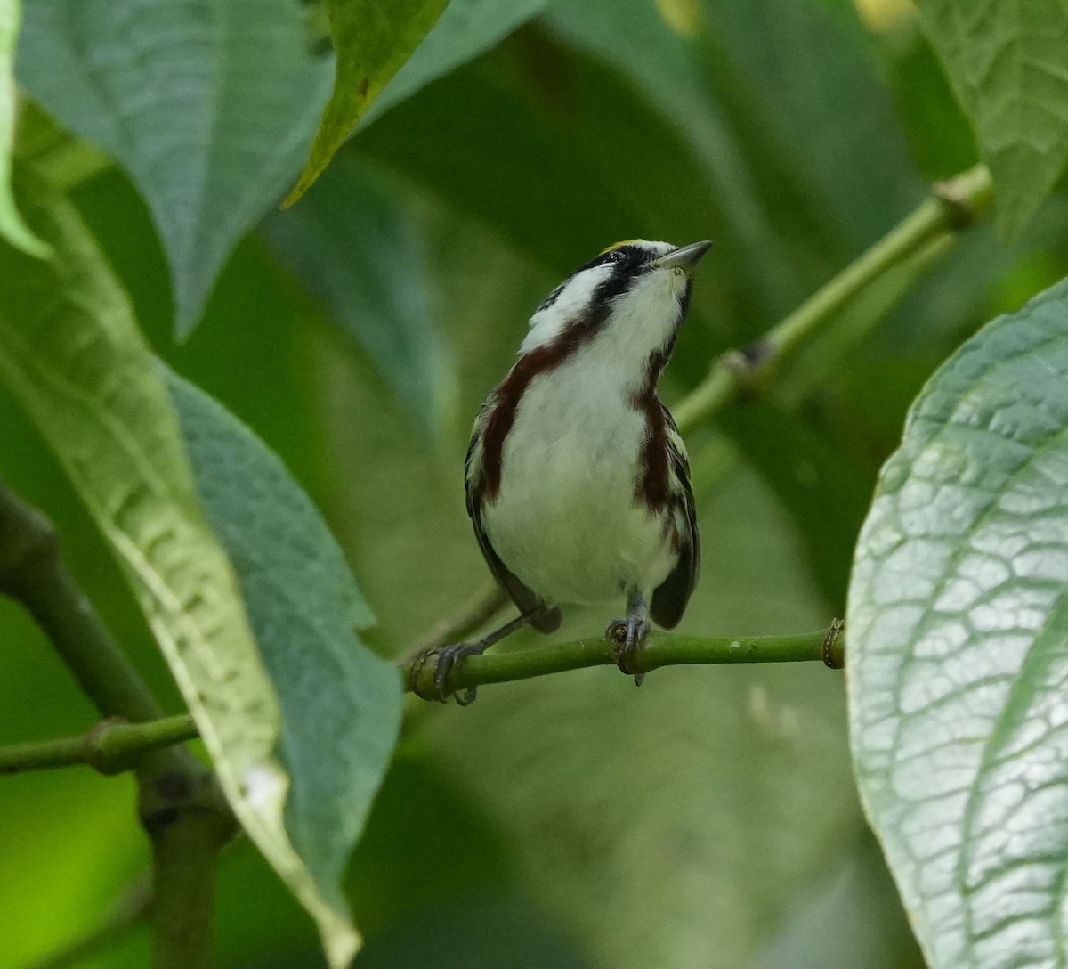 Chestnut-sided Warbler - Romain Demarly