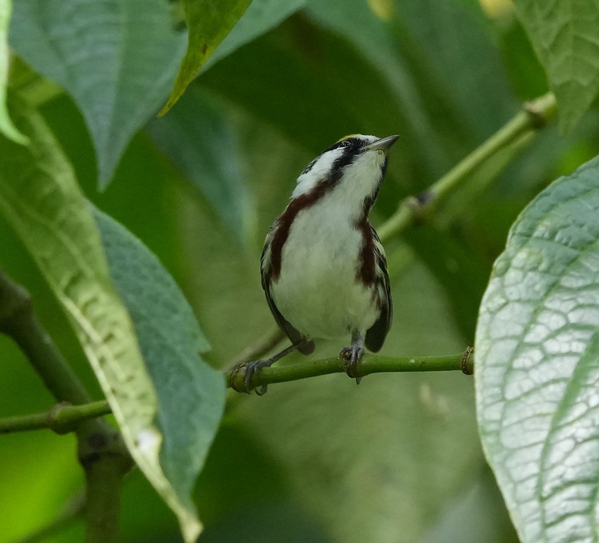 Chestnut-sided Warbler - ML619739060