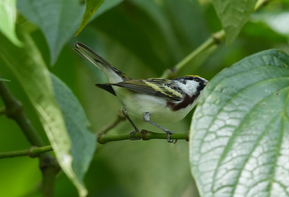 Chestnut-sided Warbler - ML619739065