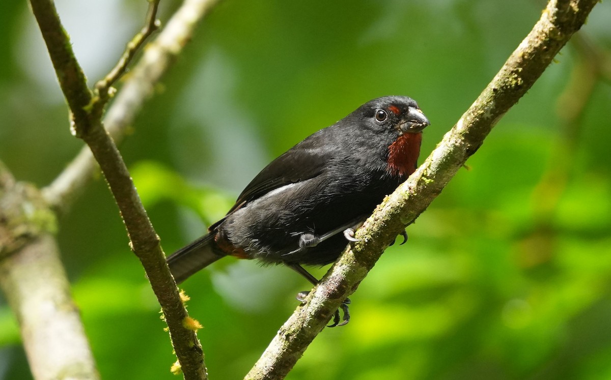 Lesser Antillean Bullfinch - ML619739073