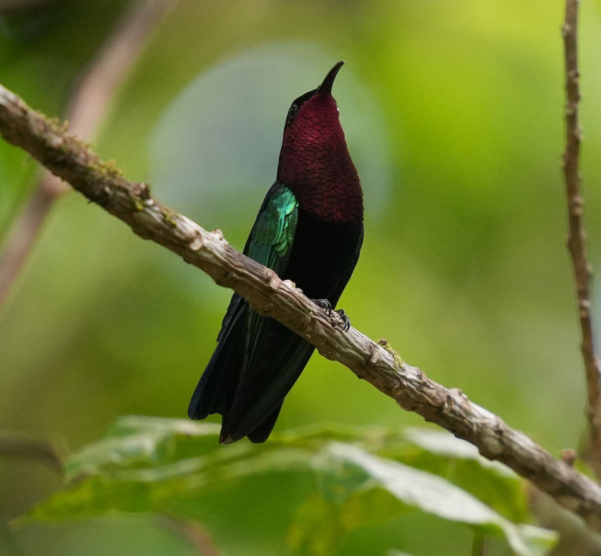 Purple-throated Carib - ML619739093