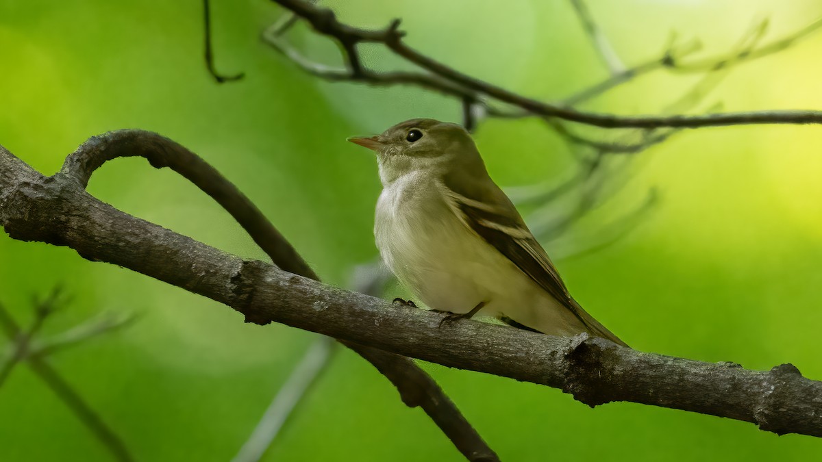 Acadian Flycatcher - ML619739131