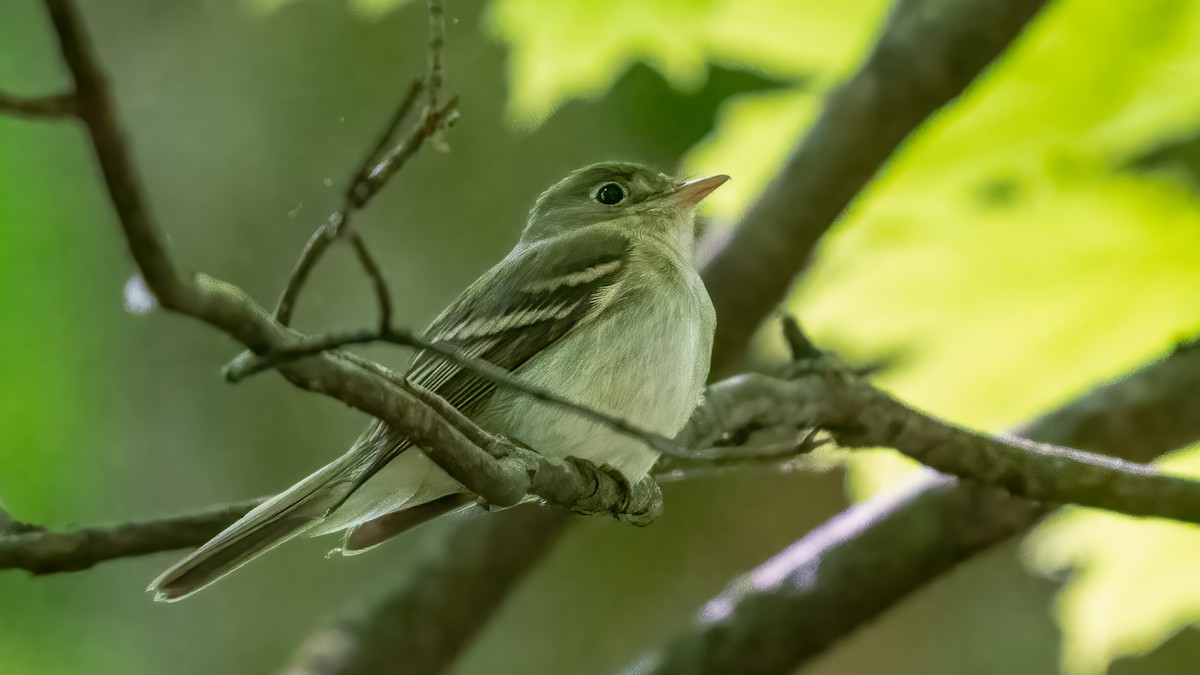 Acadian Flycatcher - ML619739136